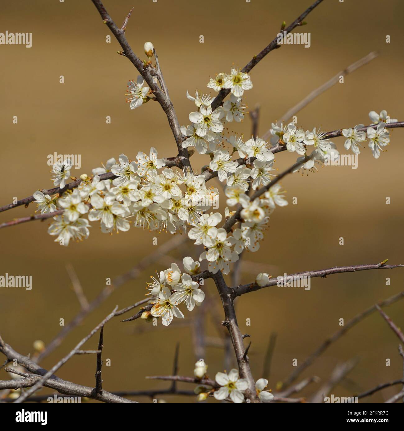 Closeup shot of beautiful cherry blossoms on a blurred background Stock ...