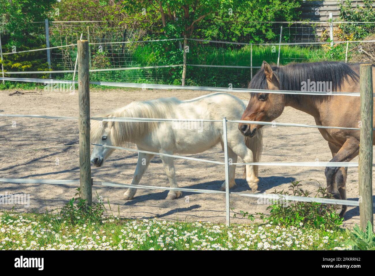 Beautiful horses behind a split-rail fence on the farmland Stock Photo ...