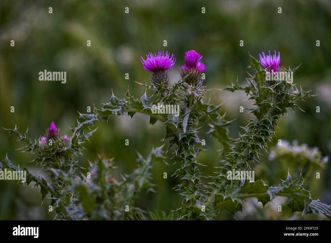 Closeup shot of the Italian thistle flowers on a blurred background Stock Photo