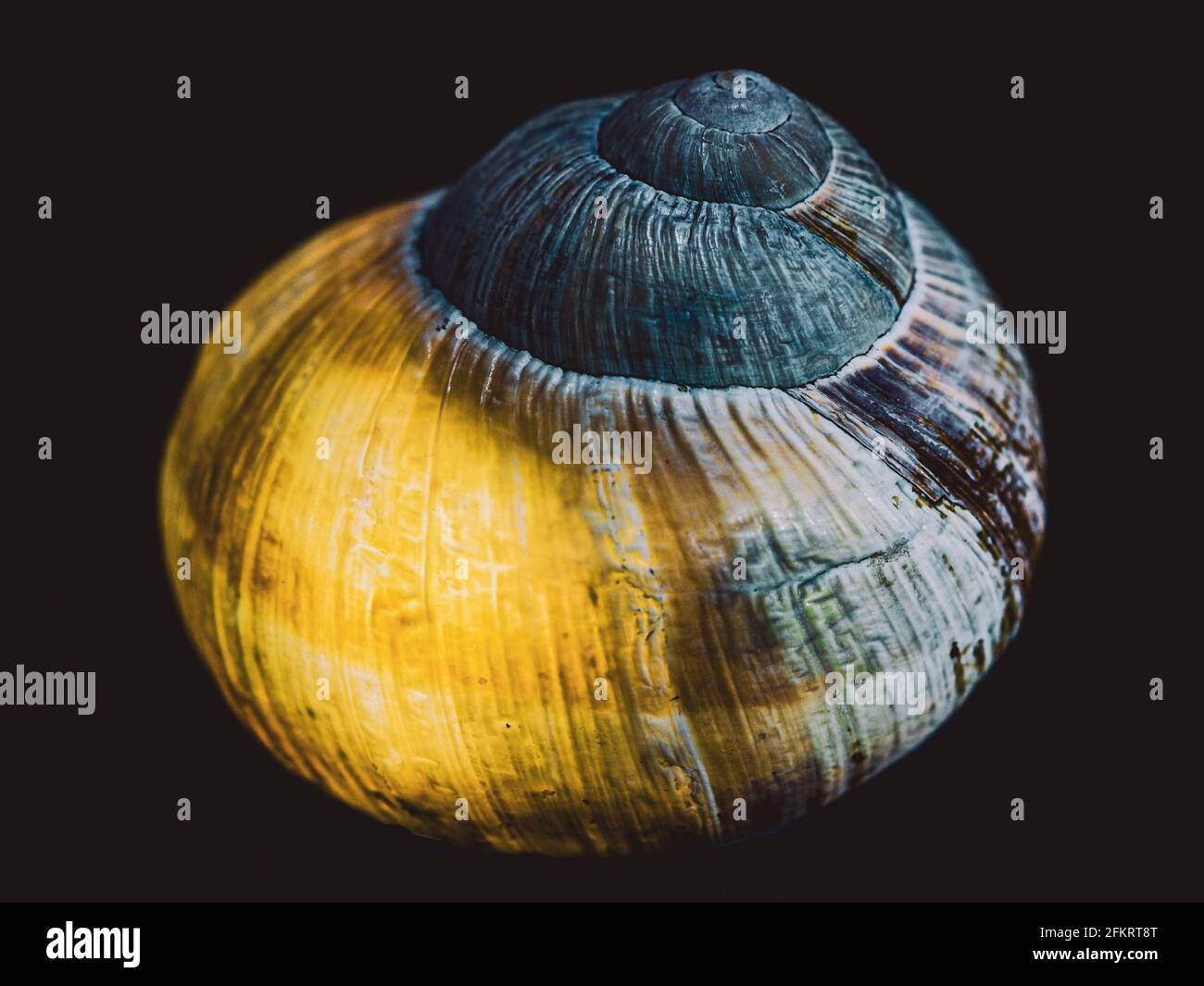 Snail shell lit from inside. Still life photography in studio Stock