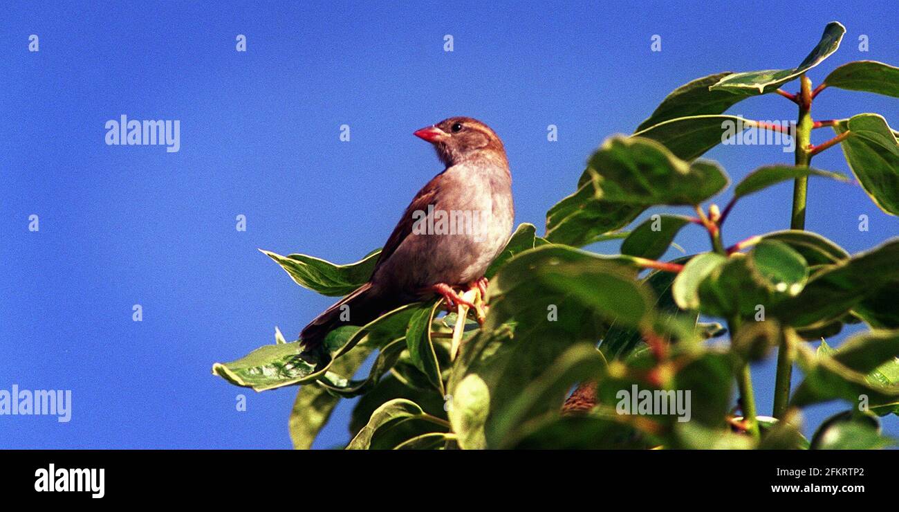 Birds Sparrow sitting in branches  Aug 2000 Stock Photo