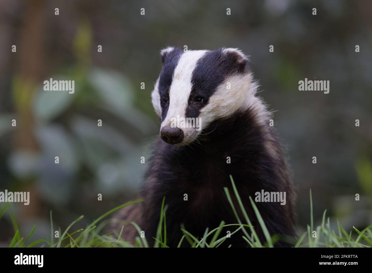 The European badger, also known as the Eurasian badger, is a badger species in the family Mustelidae native to almost all of Europe. Stock Photo