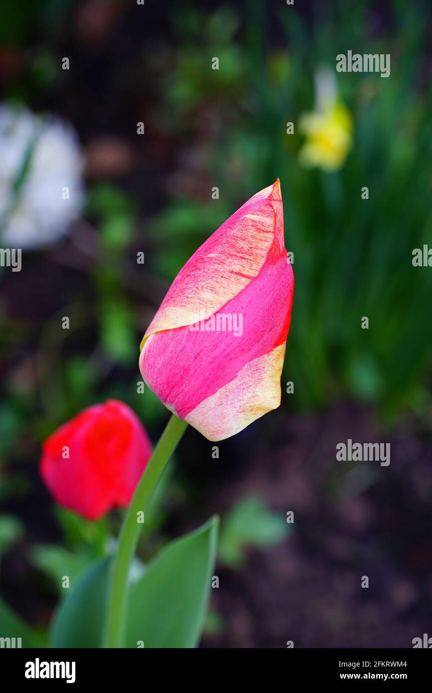 Bicolor giant Darwin tulip flowers in the spring garden Stock Photo