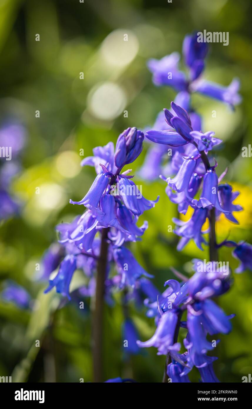 Bluebell plant (Hyacinthoides non-scripta) in bloom during Spring, England, UK Stock Photo
