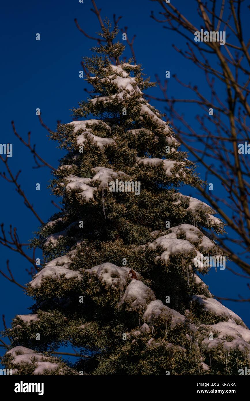 Beautiful large pine tree hi-res stock photography and images - Alamy
