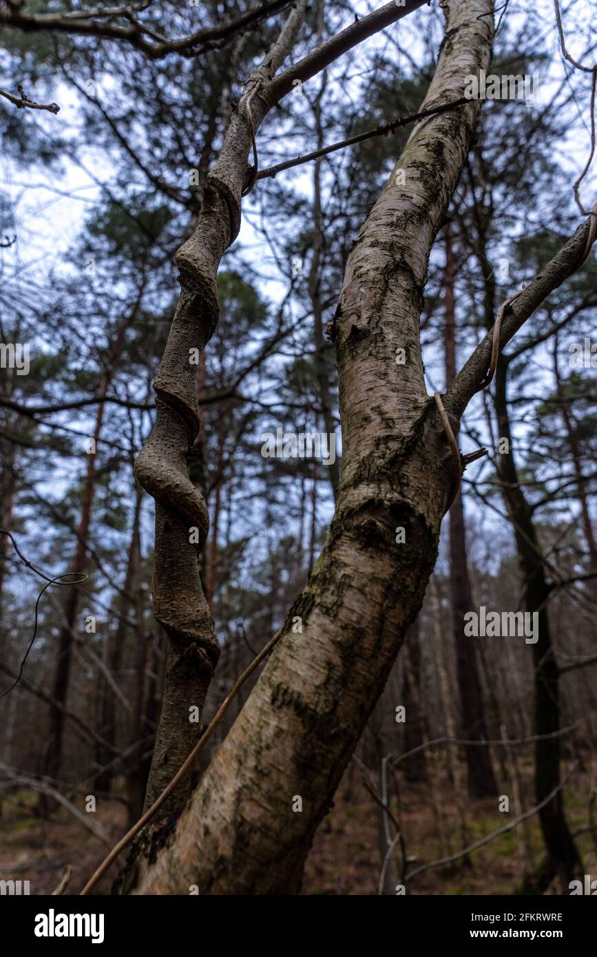 Vertical shot tall trees hi-res stock photography and images - Alamy