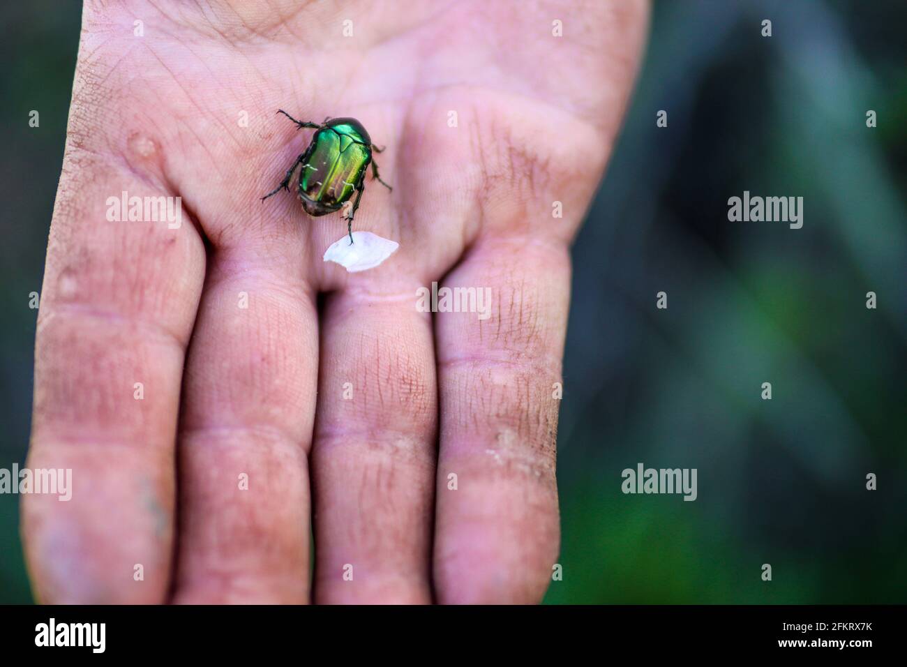 Green rose chafer beetle on dirty male farmer hand in nature on a sunny summer day Stock Photo