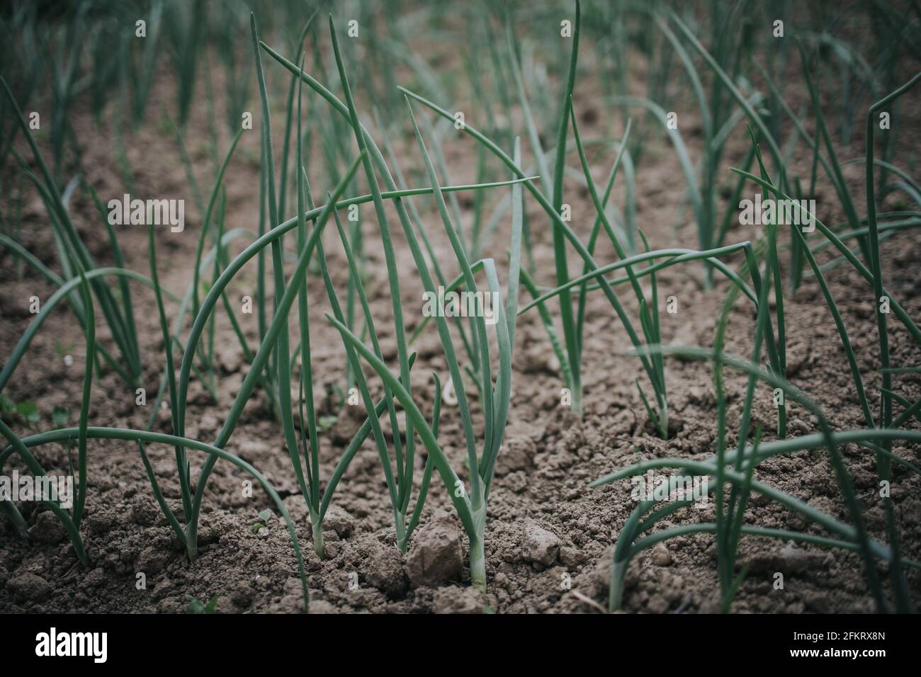 Selective focus shot of green onion growing in a garden Stock Photo - Alamy