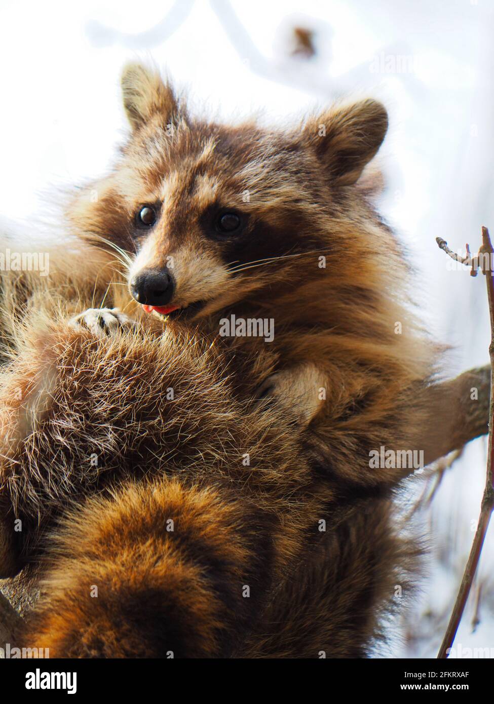 Raccoon in a tree Stock Photo