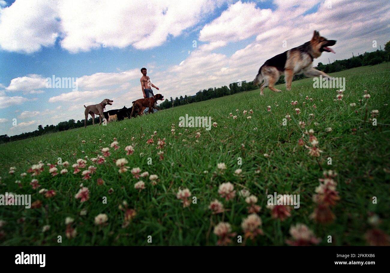 wormwood scrubs the wilderness June 1999as owner walks dogs in the