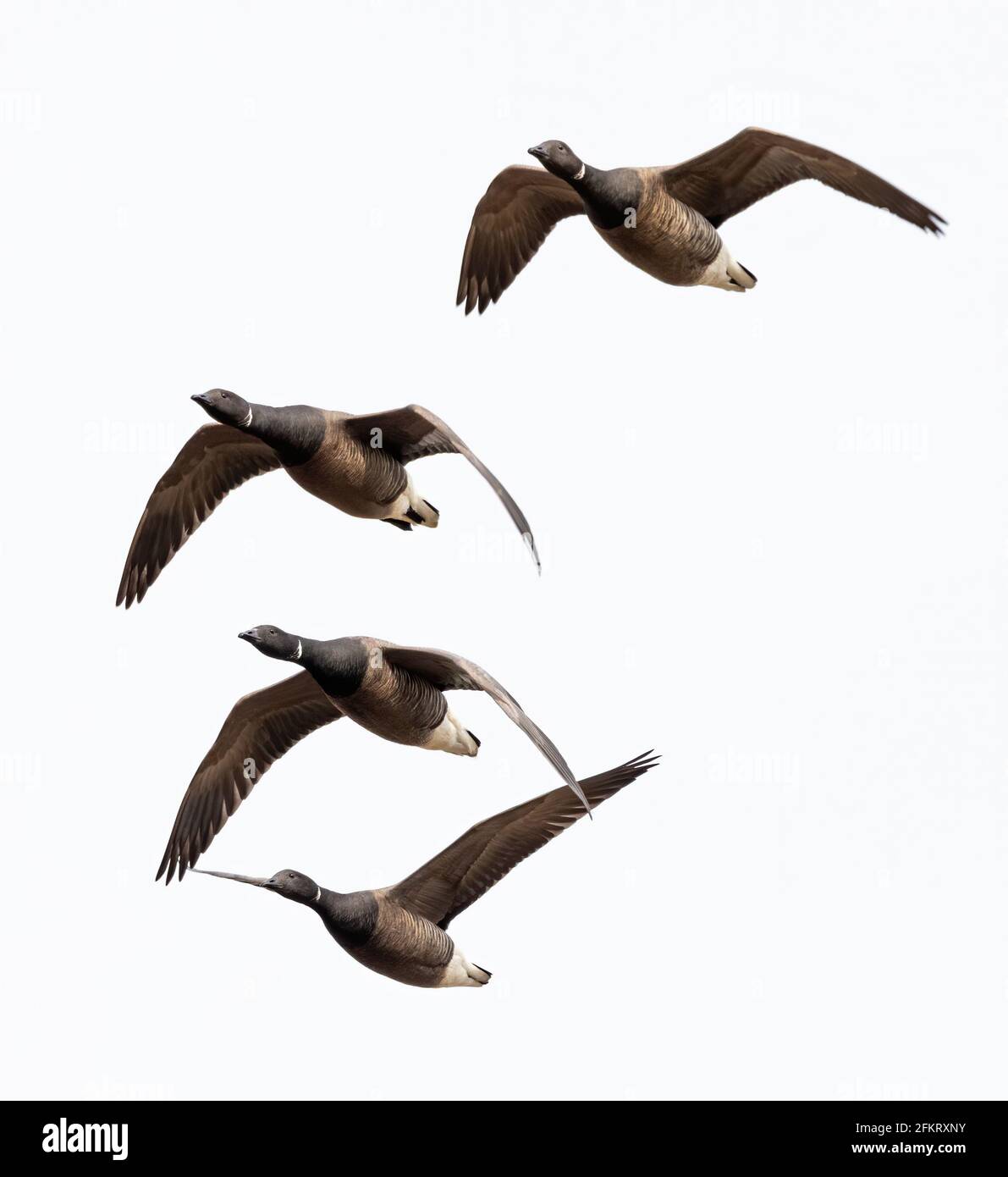 Vertical shot of a group of flying geese isolated on a white background
