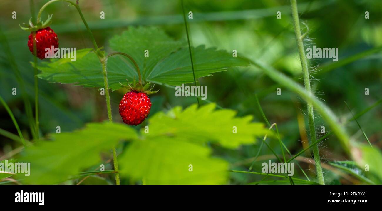 Wild strawberry bushes with red berries in a forest glade in the sun ...