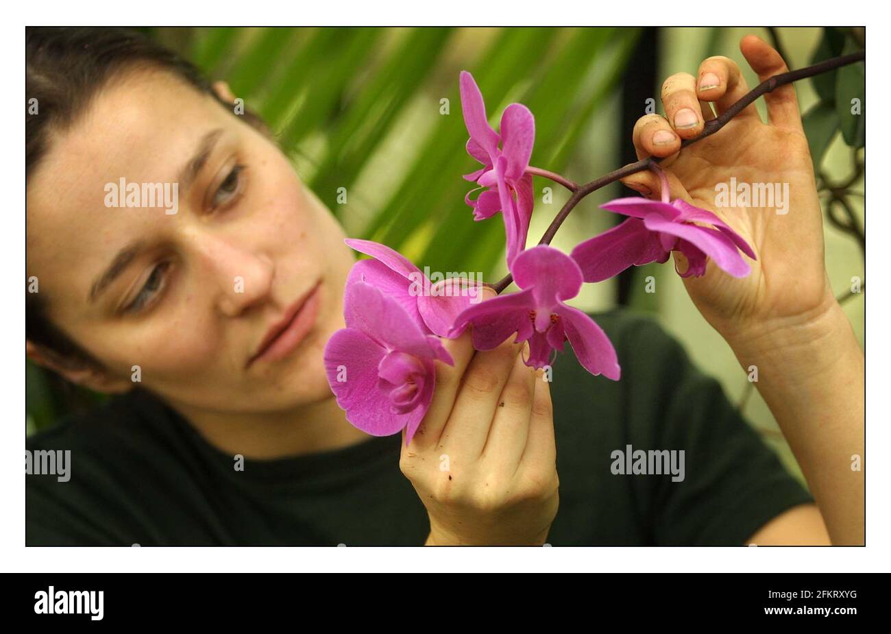 Orchid show at Kew Gardens Feb 9 - 10 March..Lara Jewitt  puts final touches to the show. pic David Sandison 8/2/2002 Stock Photo