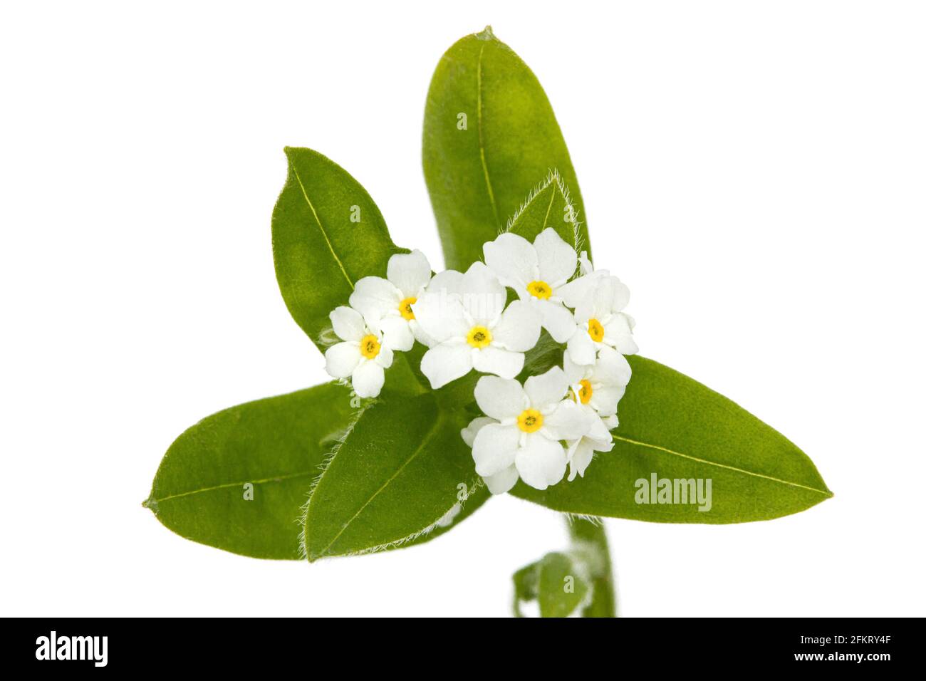 White flowers of Forget-me-not (Myosotis arvensis), isolated on white background Stock Photo