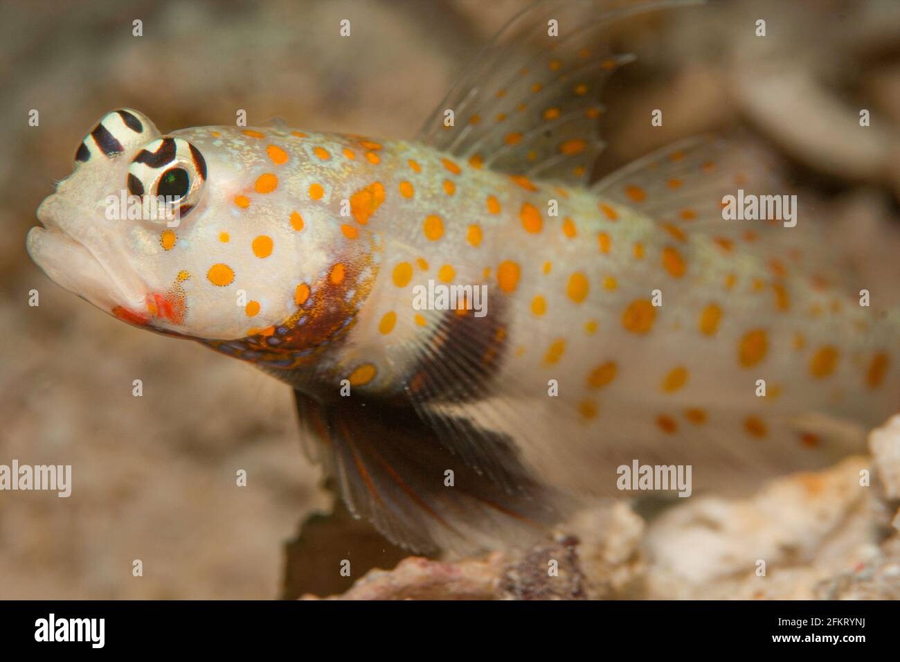 Spotted Shrimpgoby (Amblyeleotris guttata) guarding its home in the sand which it shares with a shrimp. The Gobies stand guard while the shrimps clean Stock Photo