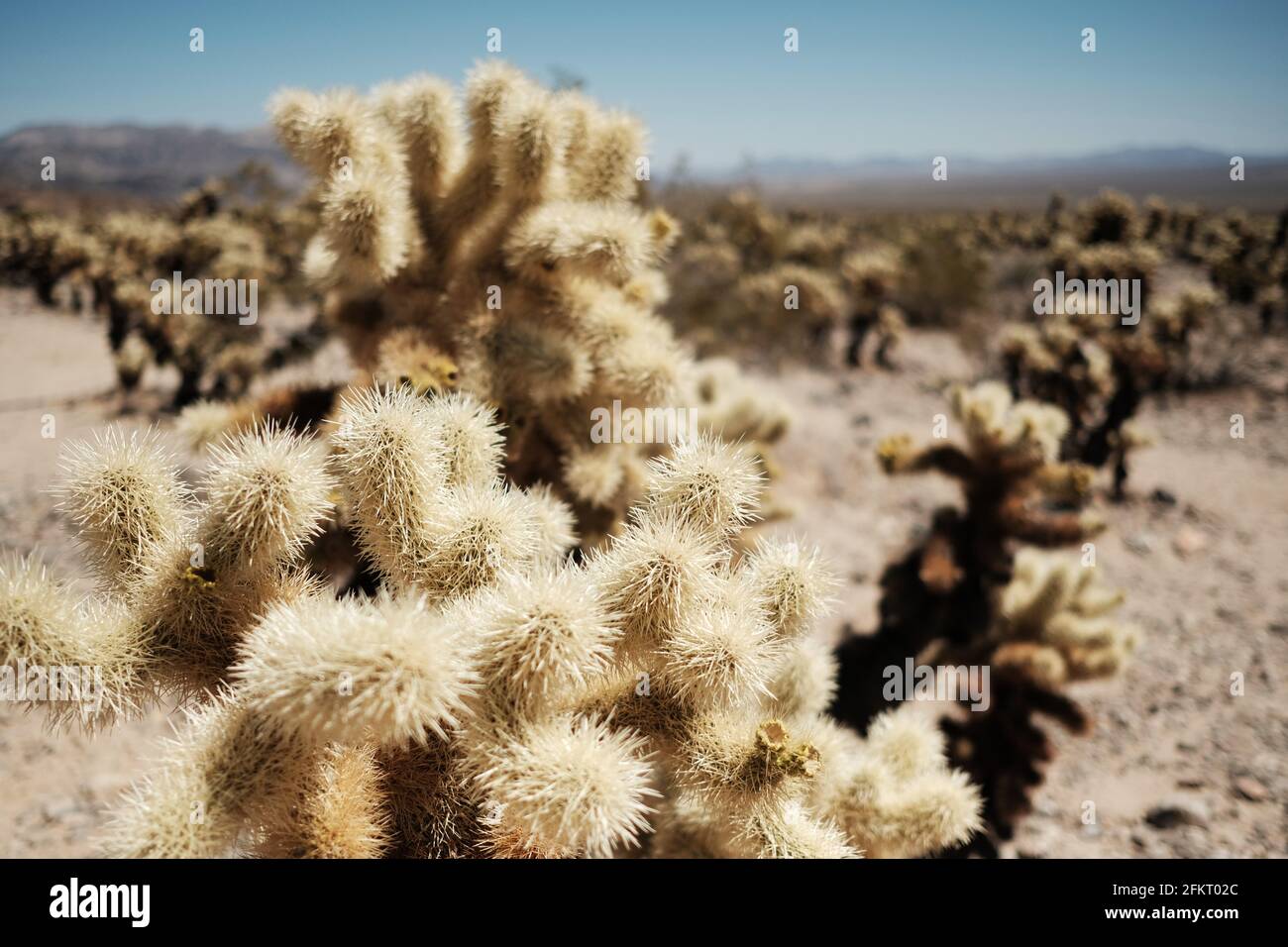 Cholla Cactus Garden in Joshua Tree National Park, California USA Stock Photo