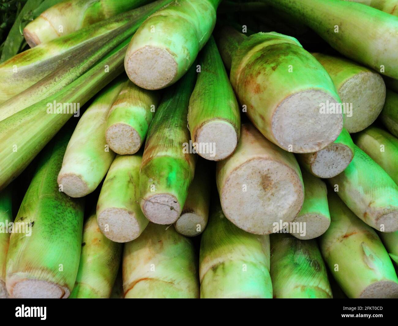 Fresh water bamboo shoots Stock Photo Alamy