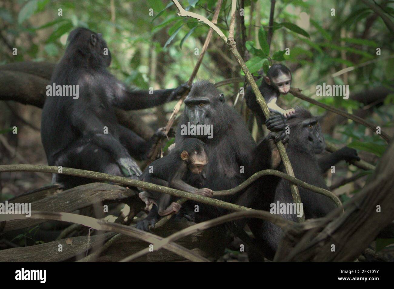 Babies of Celebes crested macaque playing under parents care during social activity in Tangkoko Nature Reserve, North Sulawesi, Indonesia. In Greater Tangkoko area, the Celebes crested macaque population 'appears to be relatively stable because there is a high-profile ecotourism,' according to a 2020 assessment report by  IUCN. However, the population outside protected forests is still in 'a continuing decline' due to poaching and habitat loss. Stock Photo