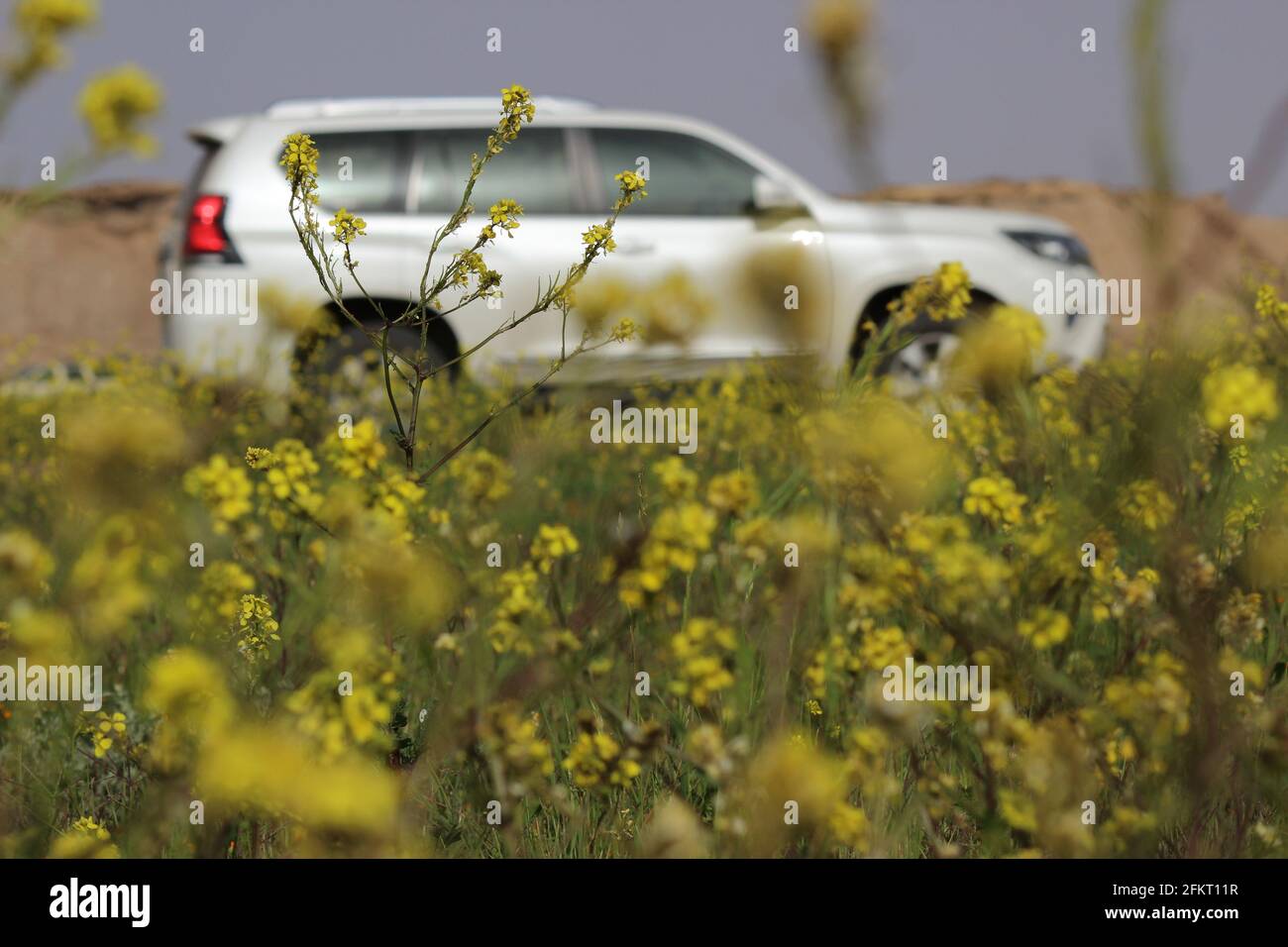 Prado with Yellow Flowers Stock Photo