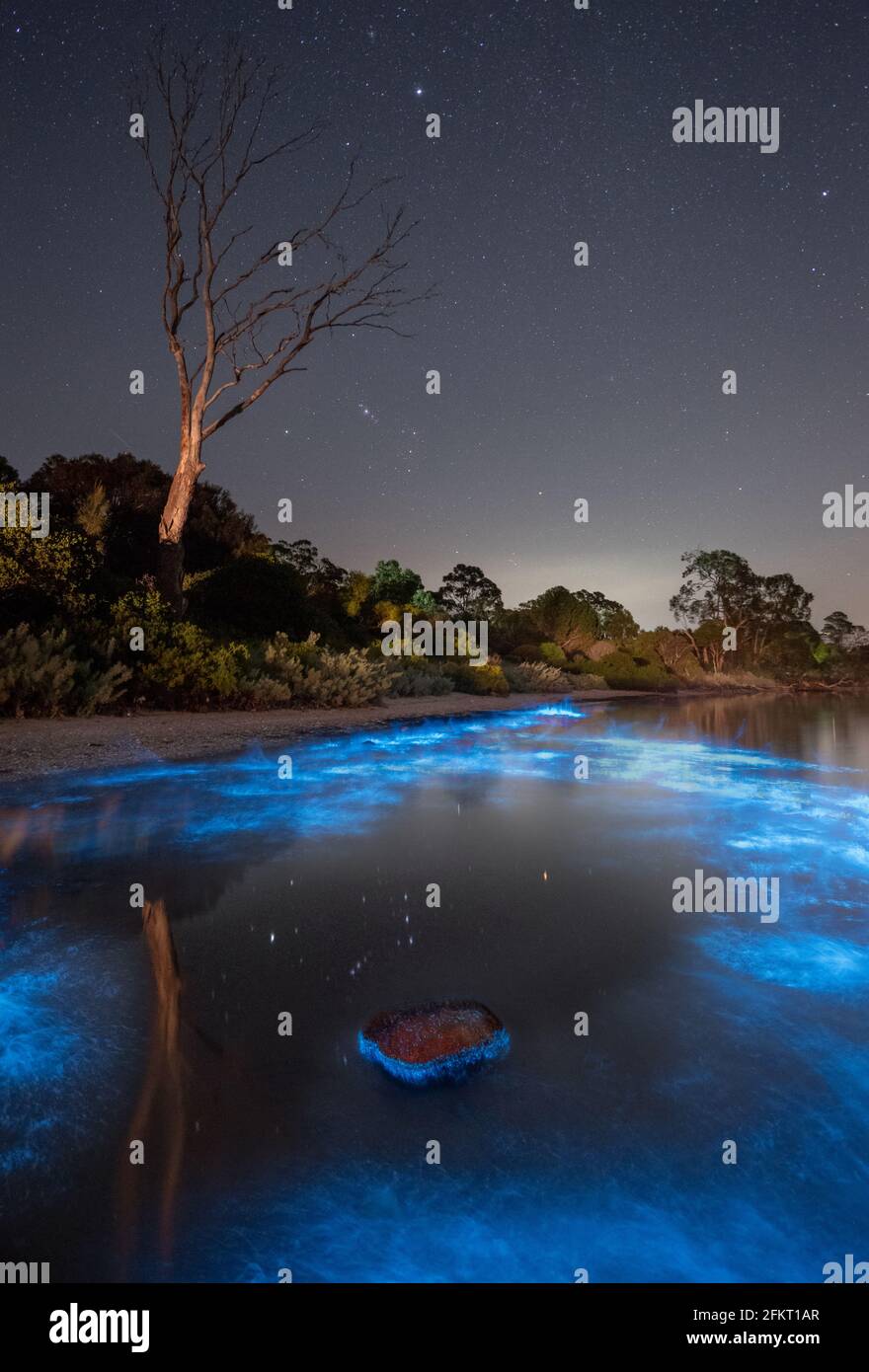 Orion reflected in blue bioluminescence Stock Photo