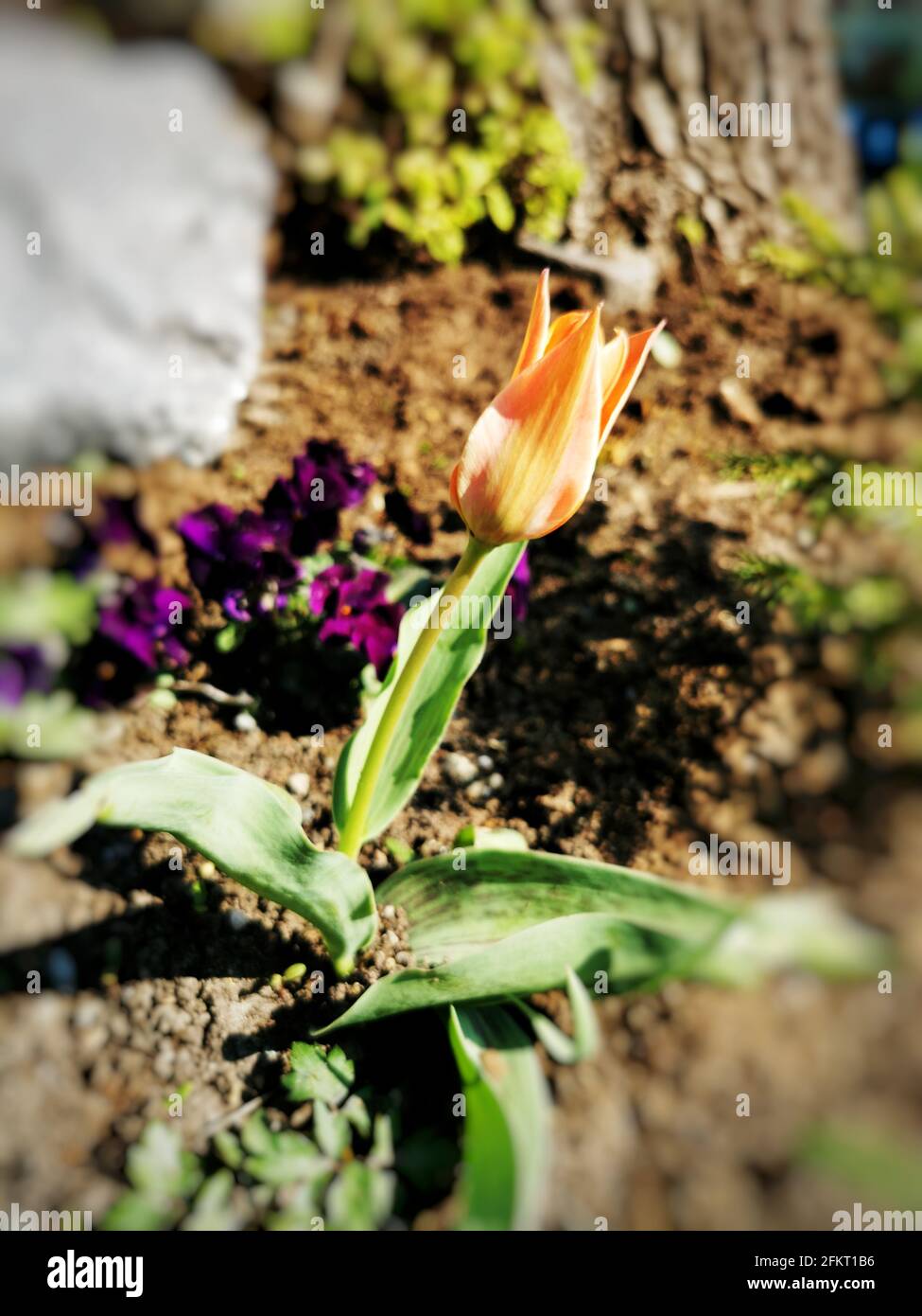 Closeup shot of colorful tulips in the garden Stock Photo - Alamy