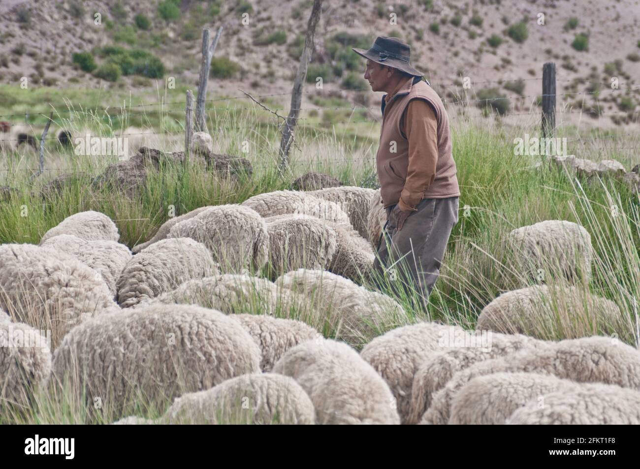 Argentinian shepperd (gaucho) with his sheeps. Yavi, Jujuy, Argentina Stock Photo