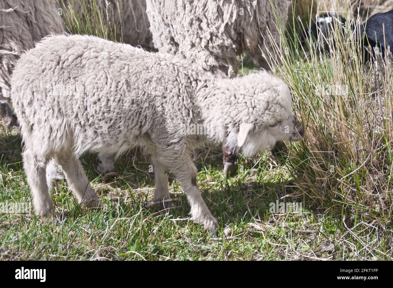 A baby sheep in Yavi, Jujuy, Argentina Stock Photo