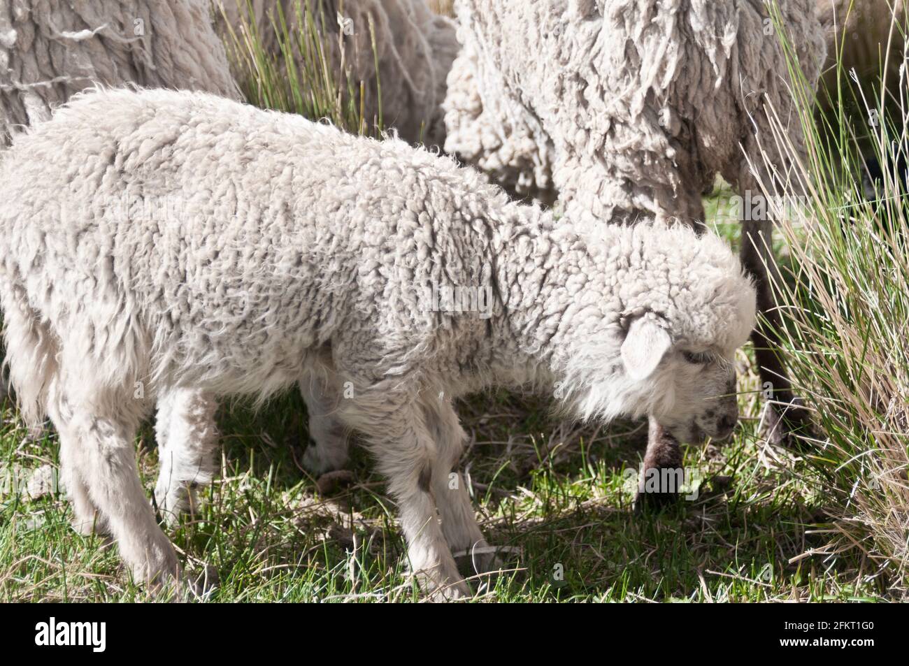 A baby sheep in Yavi, Jujuy, Argentina Stock Photo