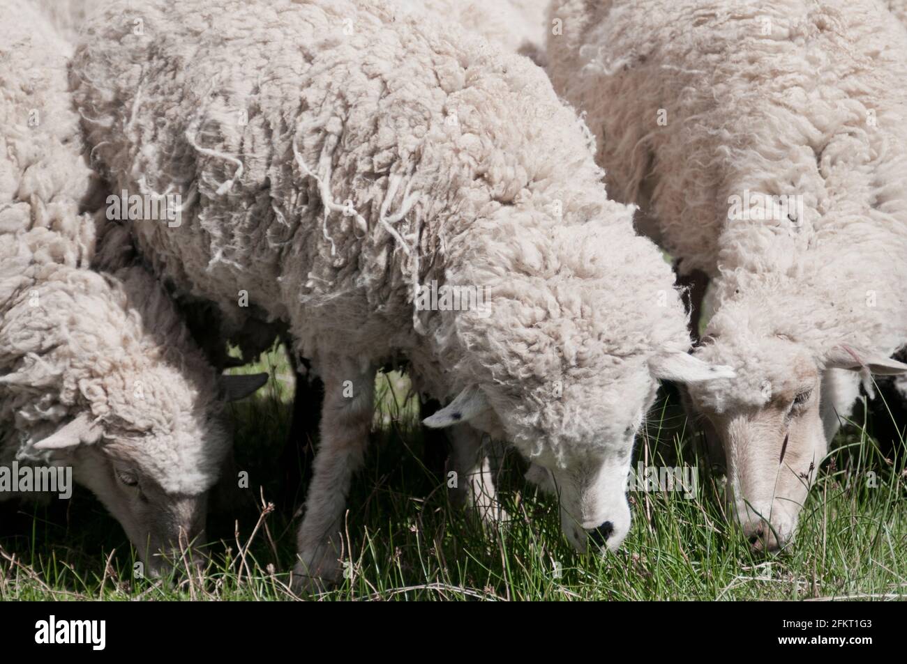 A herd of sheep in Yavi, Jujuy, Argentina Stock Photo