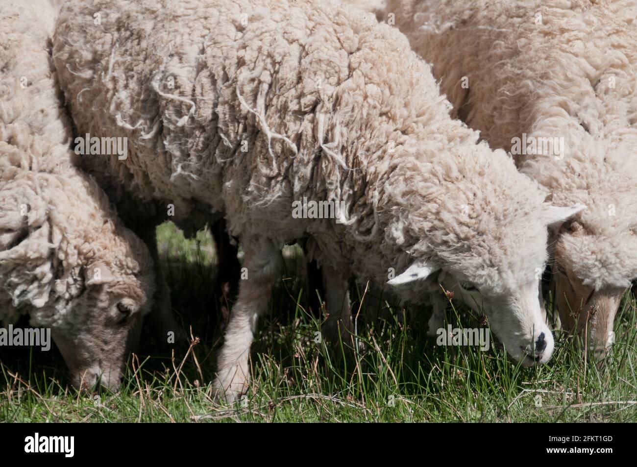 A herd of sheep in Yavi, Jujuy, Argentina Stock Photo