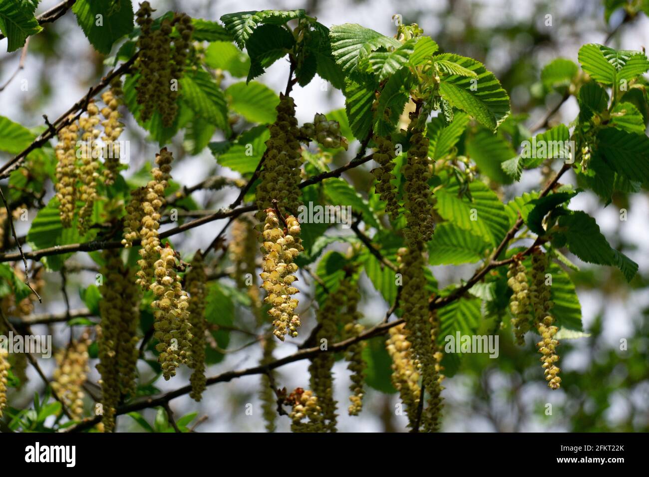 Male flowers of the hop beech, Ostrya carpinifolia Stock Photo