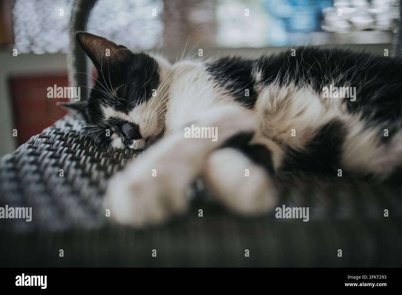 Fluffy black and white kitty relaxing on a woven chair Stock Photo - Alamy