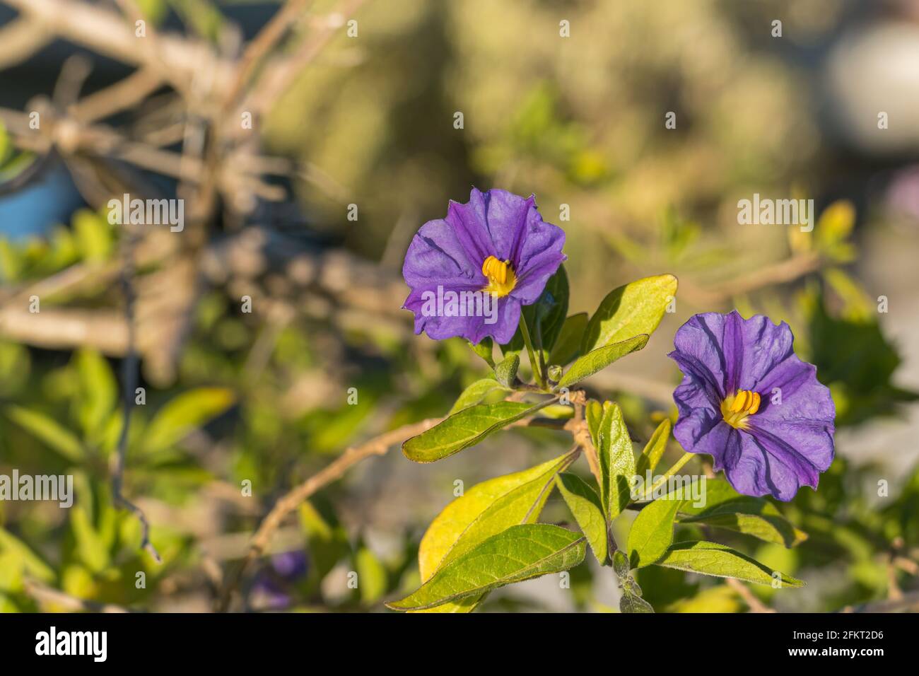 blue potatobush plant with flowers in spring outdoors Stock Photo
