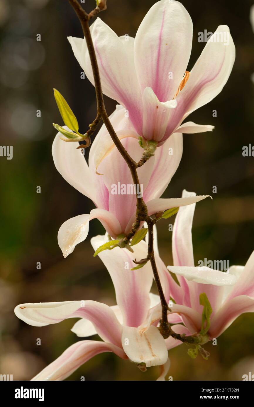 Magnolia in bloom (Magnolia campbellii), The Rhododendron Garden, Hendricks Park, Eugene, Oregon Stock Photo