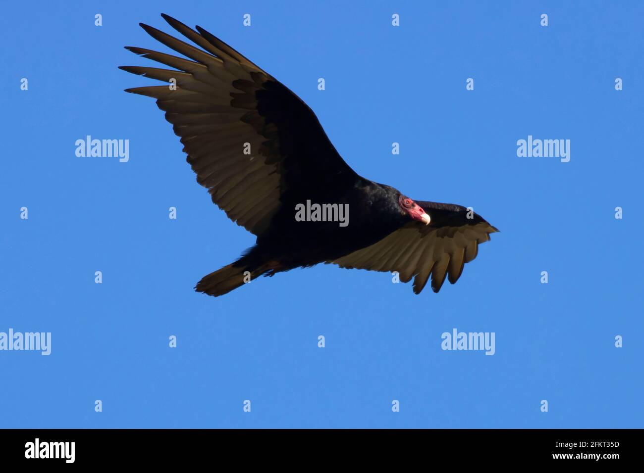 Turkey vulture (Cathartes aura), Willamette Mission State Park, Oregon