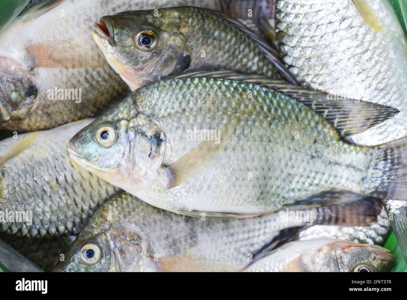 Tilapia fish freshwater for cooking food, Fresh raw tilapia fish from ...