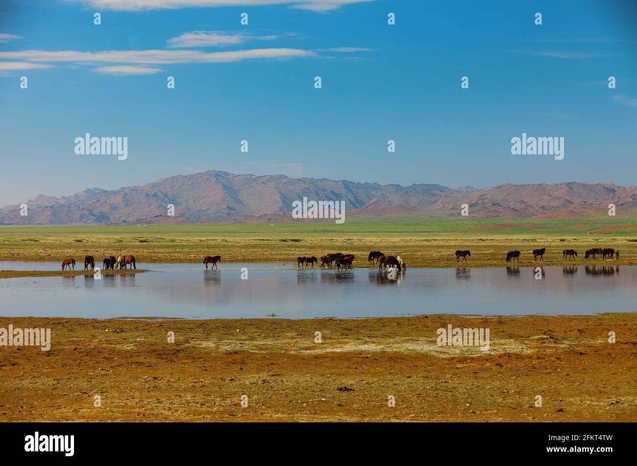 Mongolia Herd Of Horse High Resolution Stock Photography and Images - Alamy
