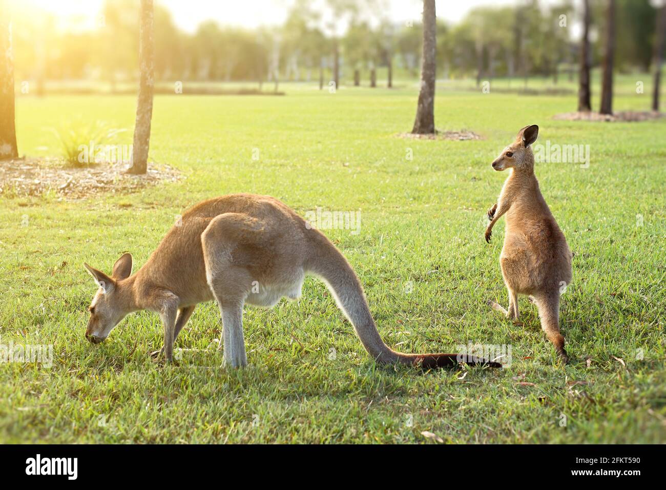 Australian kangaroos enjoying the afternoon sun in a park Stock Photo