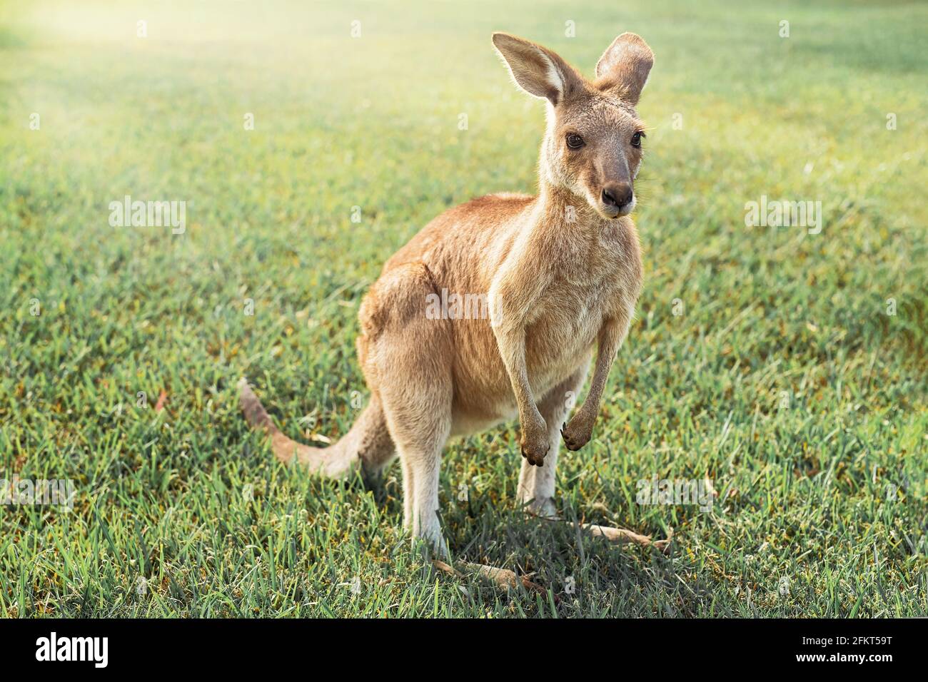 Australian kangaroo enjoying the afternoon sun in a park Stock Photo