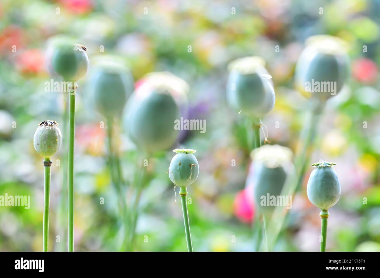 field of poppy seed capsules Stock Photo