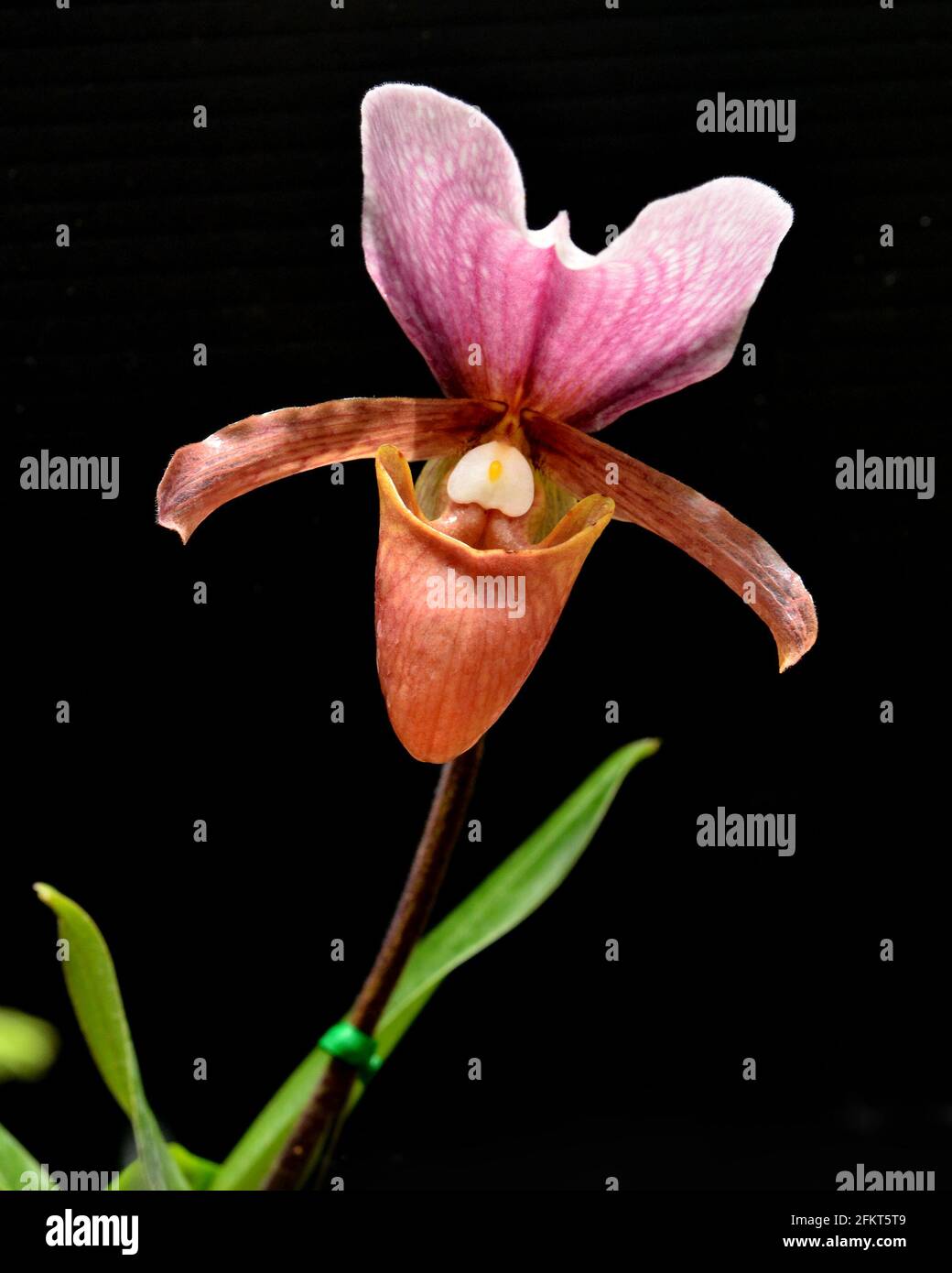 Lady Slipper orchid, Paphiopedilum charlesworthii Stock Photo
