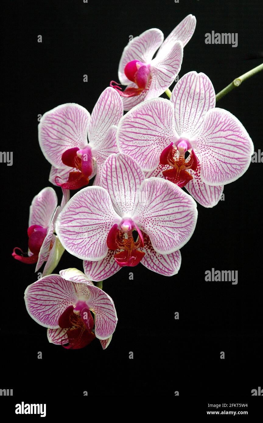 Tropical plant bright pink flowers hi-res stock photography and images ...