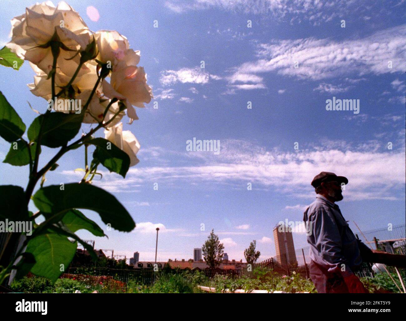 MONIR UDDIN ON HIS ALLOTMENT AT THE CABLE STREET COMMUNITY GARDEN ...