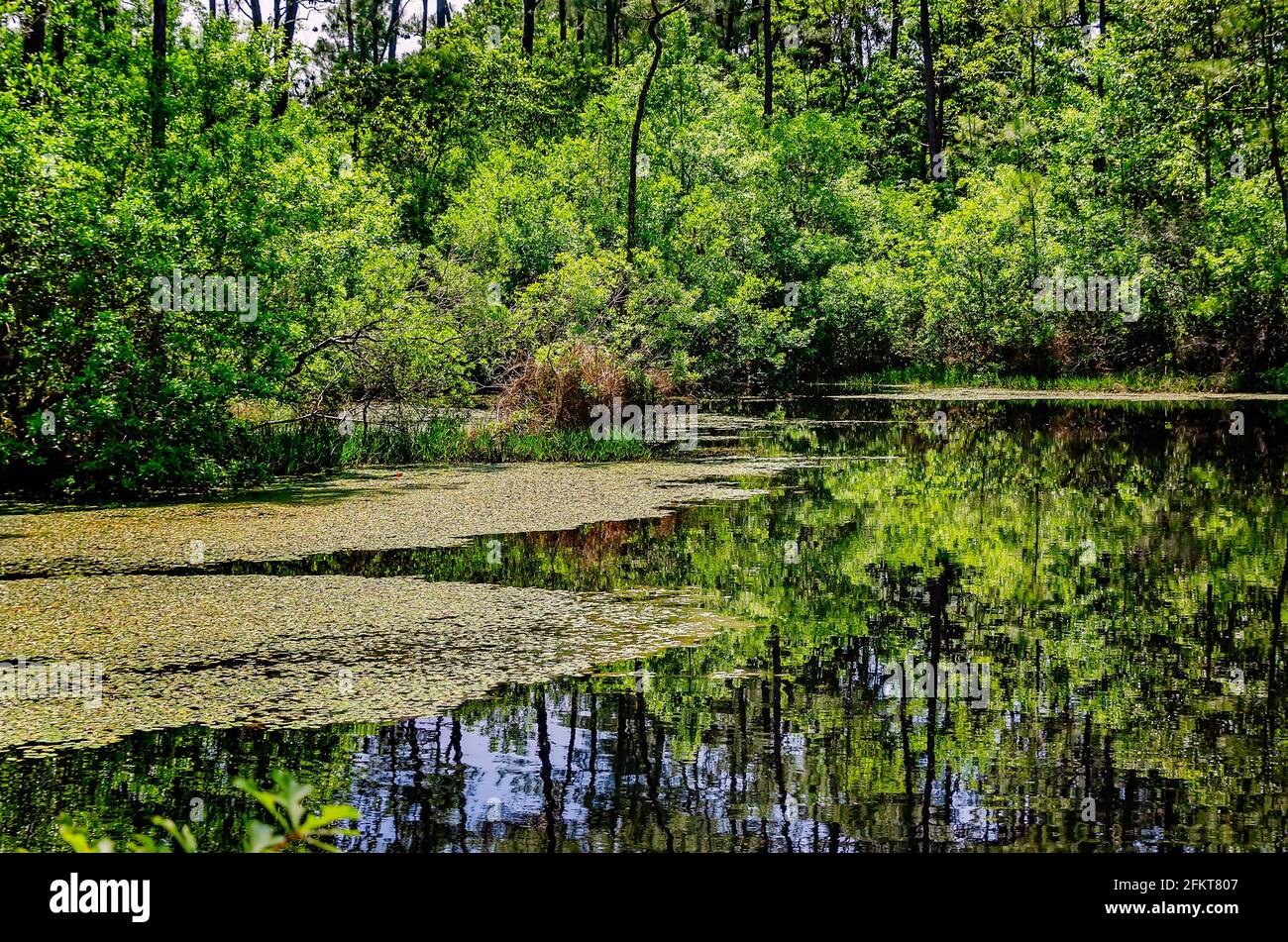 Bayou Swamp Lily Pads Hi Res Stock Photography And Images Alamy