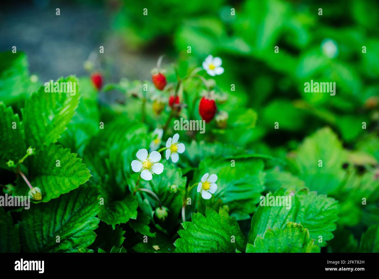 Red ripe wild strawberry on plant in the garden. Selective focus ...