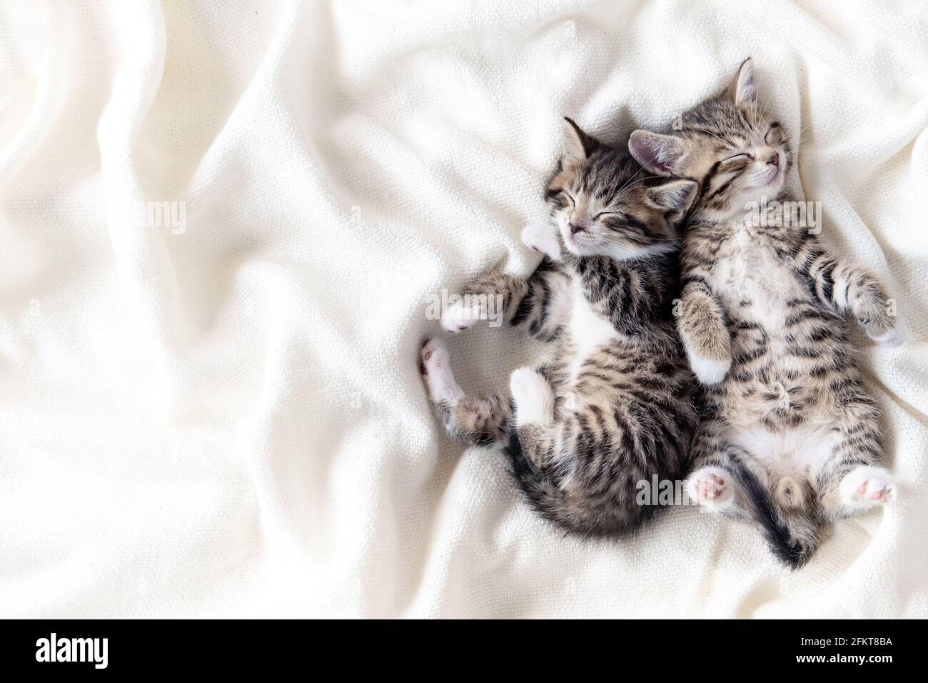 Two small striped domestic kittens sleeping hugging each other at ...