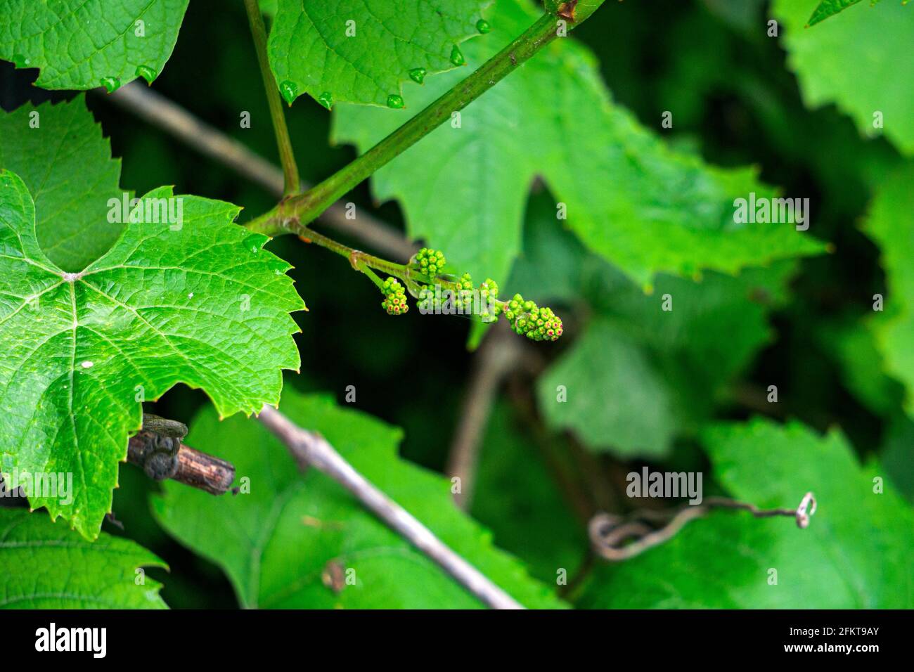 Blooming liana, green flowers of grapes, initial development of grapes. Stock Photo