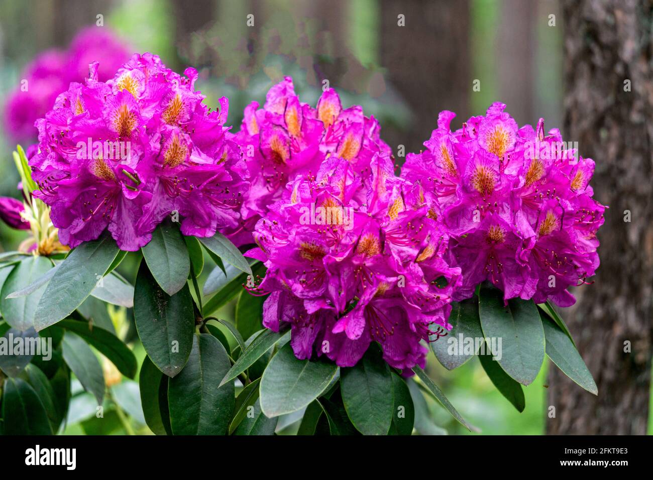 A rhododendron bush with lots of beautiful purple flowers. Stock Photo