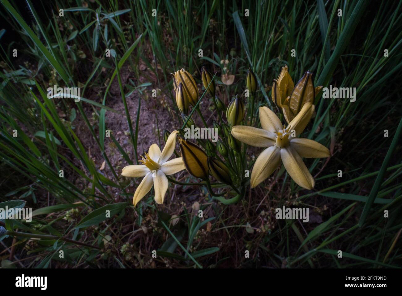 Triteleia ixioides known as prettyface or golden star flower, is a pretty wildflower in the lily family native to western North America and California. Stock Photo