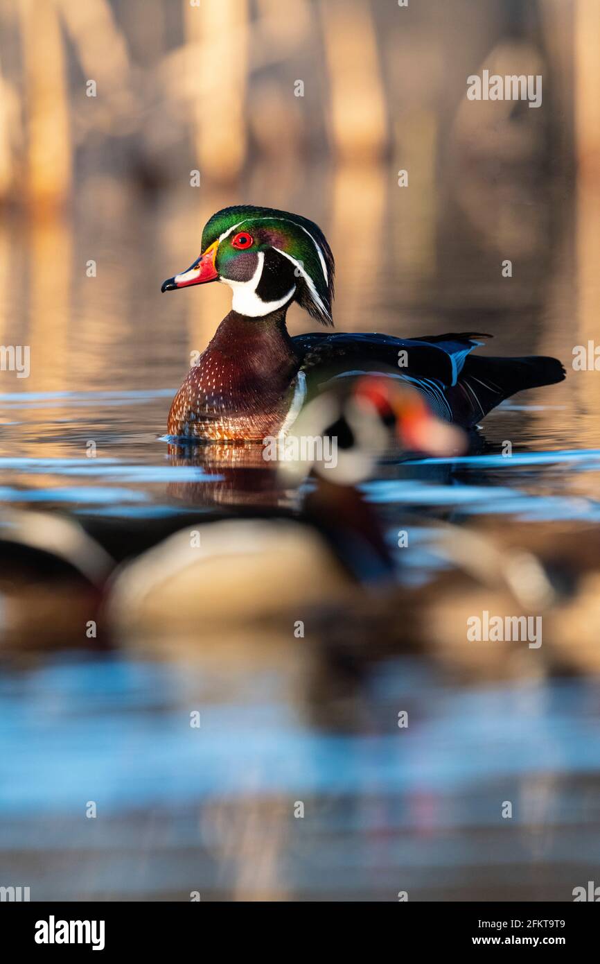 Spring Drake Ing A drake Woodduck on a spring day in Minnesota Stock Photo - Alamy